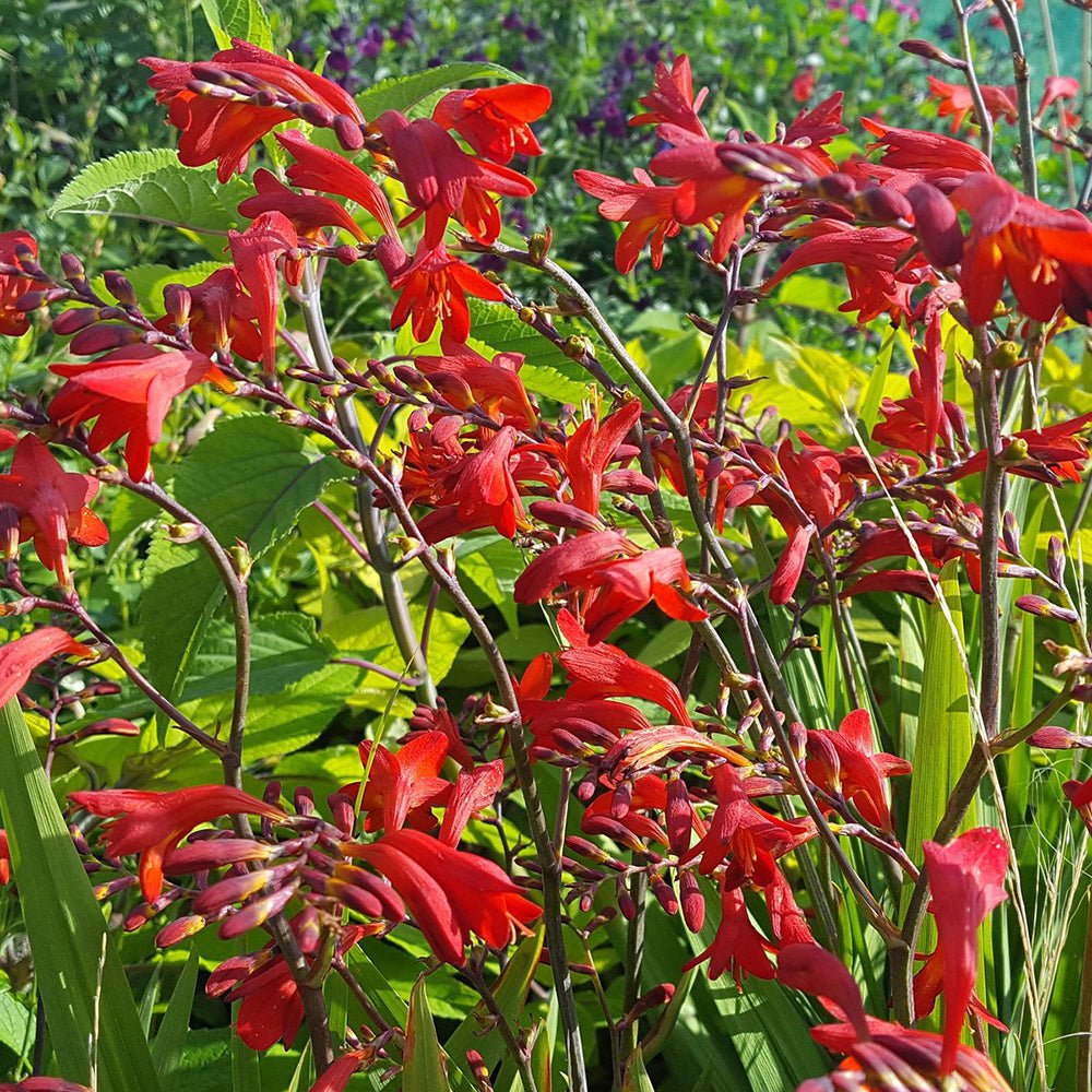 Crocosmia Emberglow, cu flori aramii