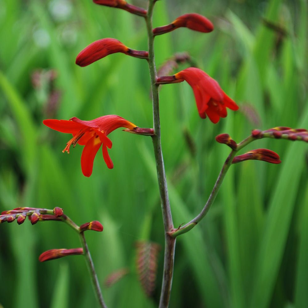 Crocosmia Emberglow, cu flori aramii