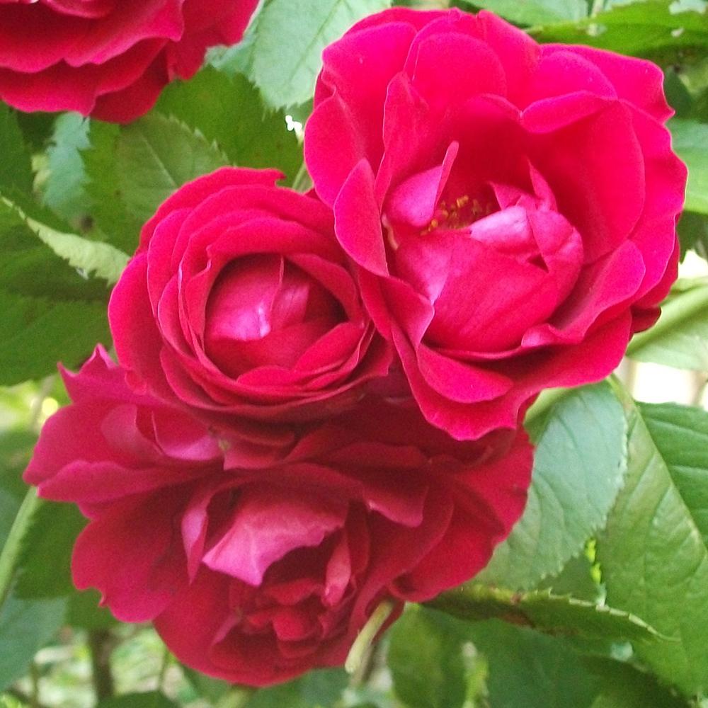 Trandafir catarator Flammentanz, 150-175 cm la livrare, in ghiveci de 5.5 L