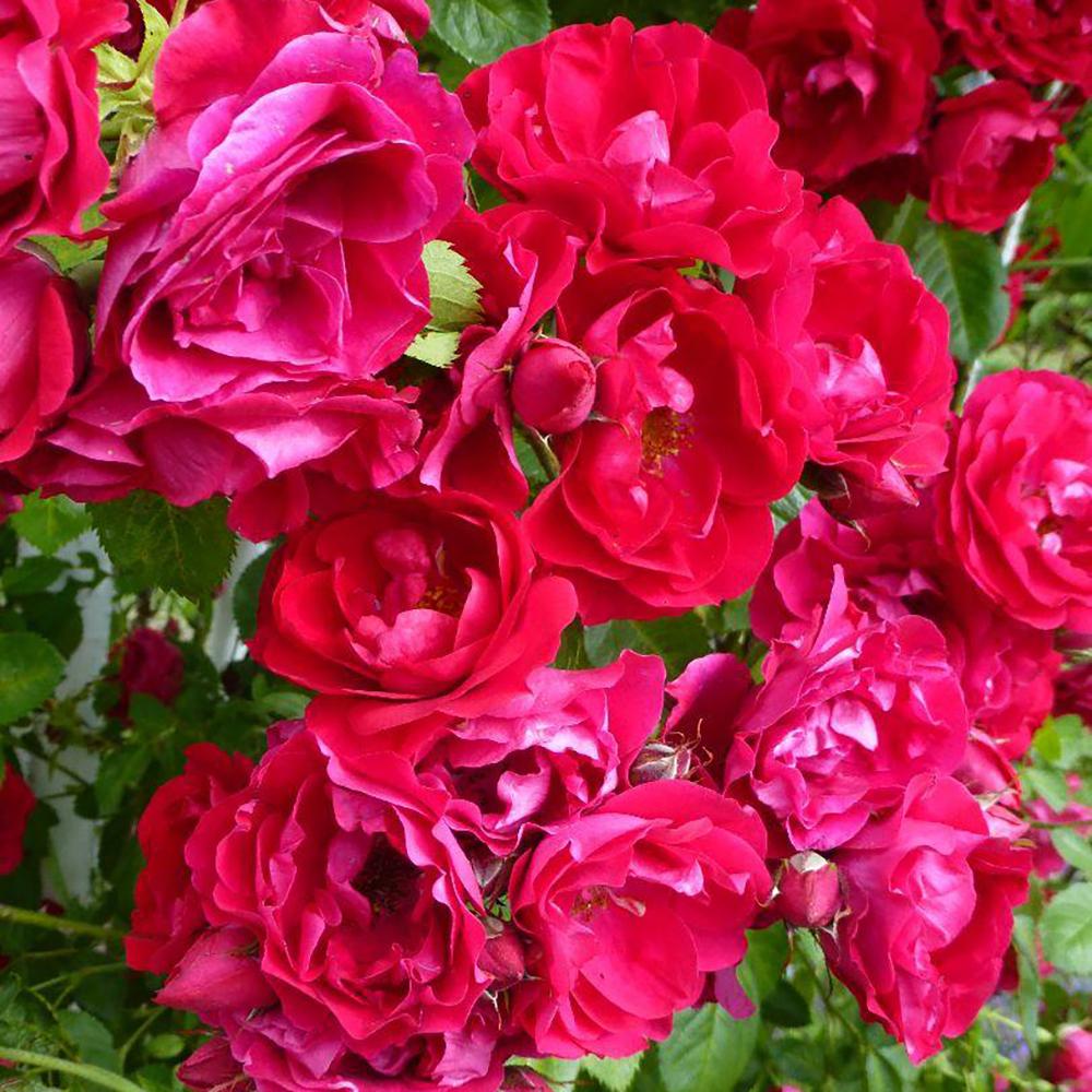 Trandafir Catarator rosu - aprins Flammentanz, parfum intens