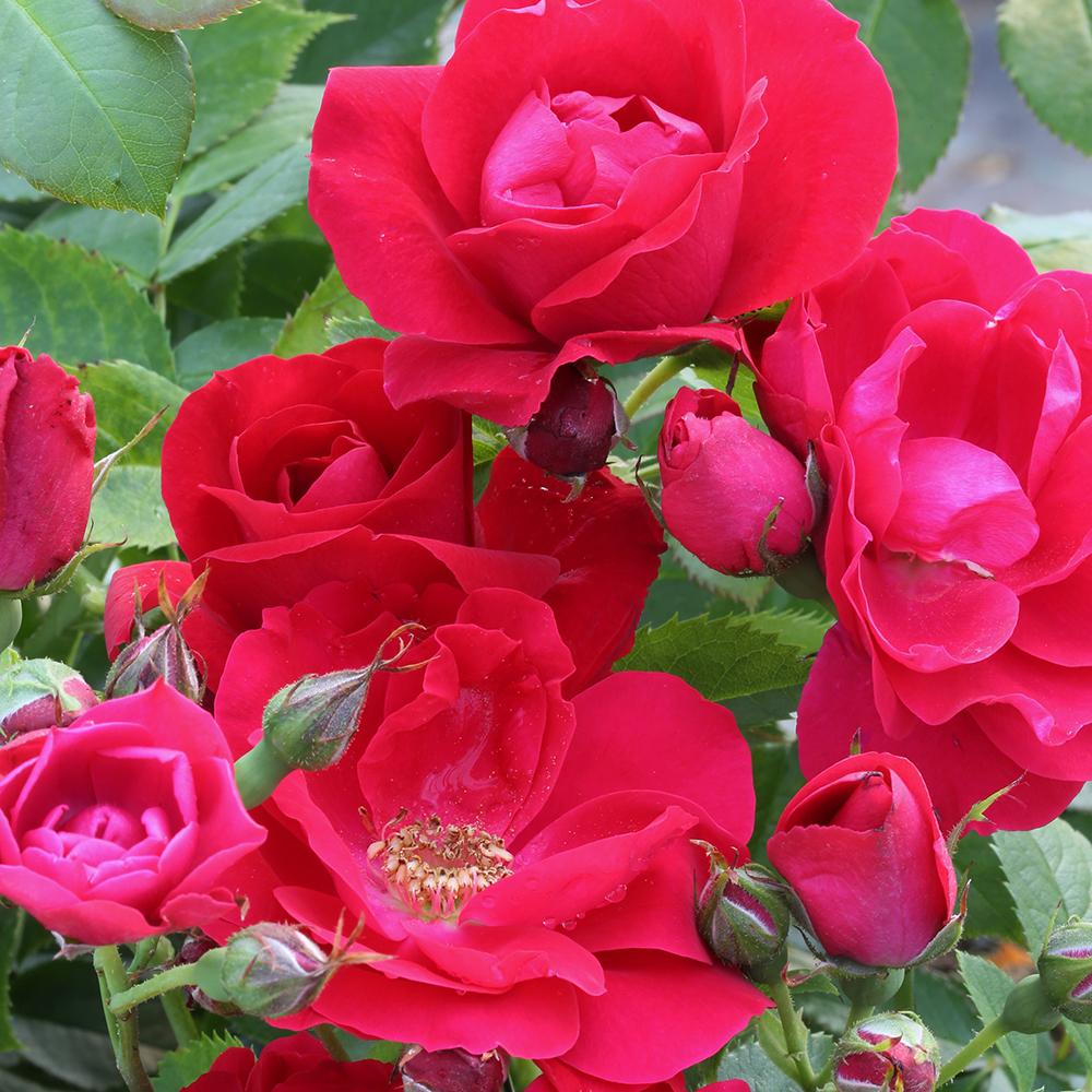 Trandafir catarator Flammentanz, 150-175 cm la livrare, in ghiveci de 5.5 L