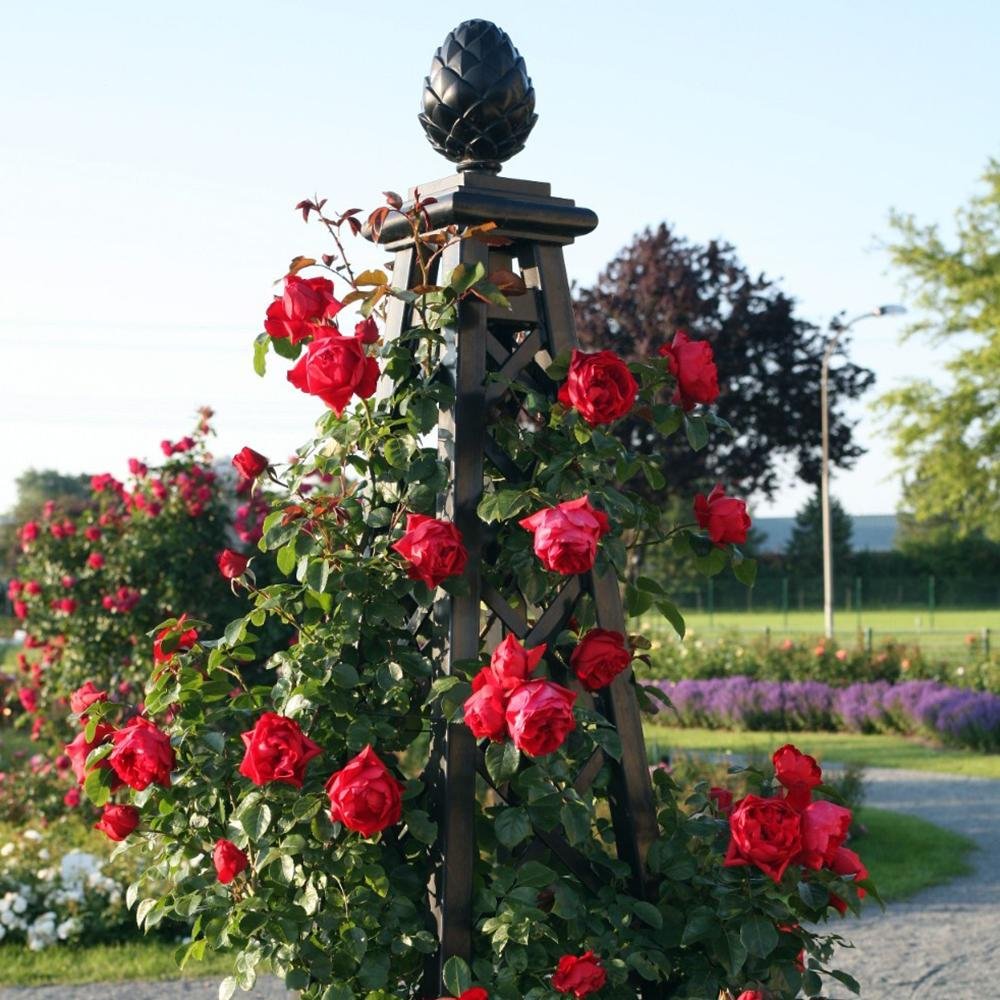 Trandafir Catarator rosu Florentina