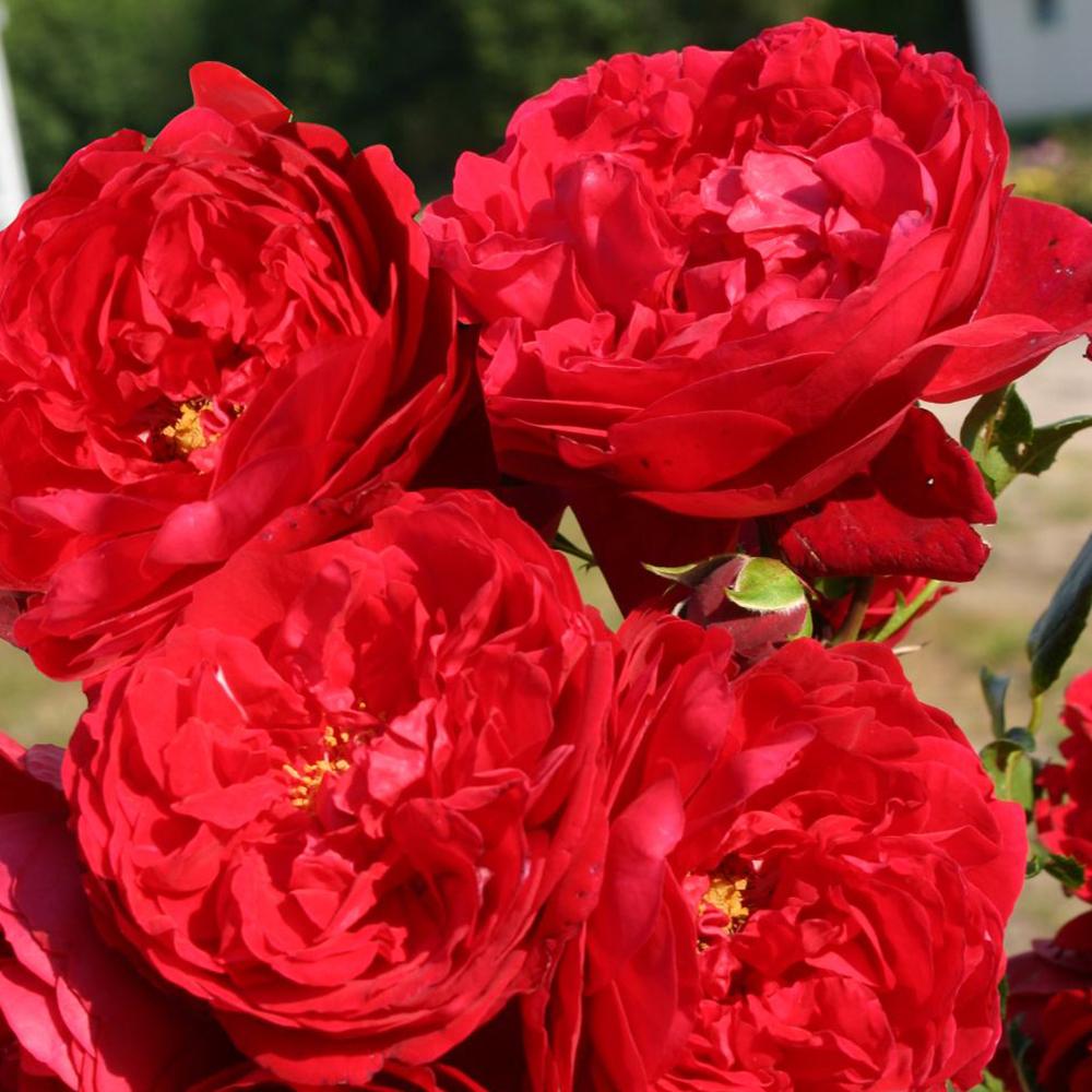 Trandafir Catarator rosu Florentina