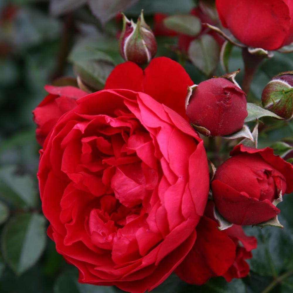 Trandafir Catarator rosu Florentina