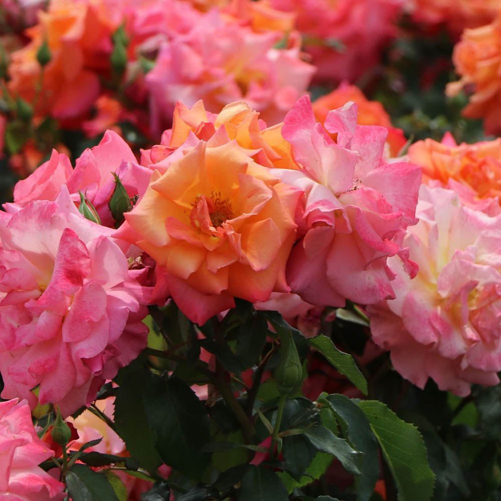 Trandafir Catarator roz-cais Freisinger Morgenroete, cu inflorire repetata