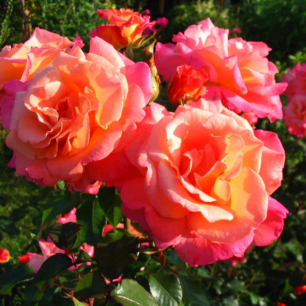 Trandafir Catarator roz-cais Freisinger Morgenroete, cu inflorire repetata