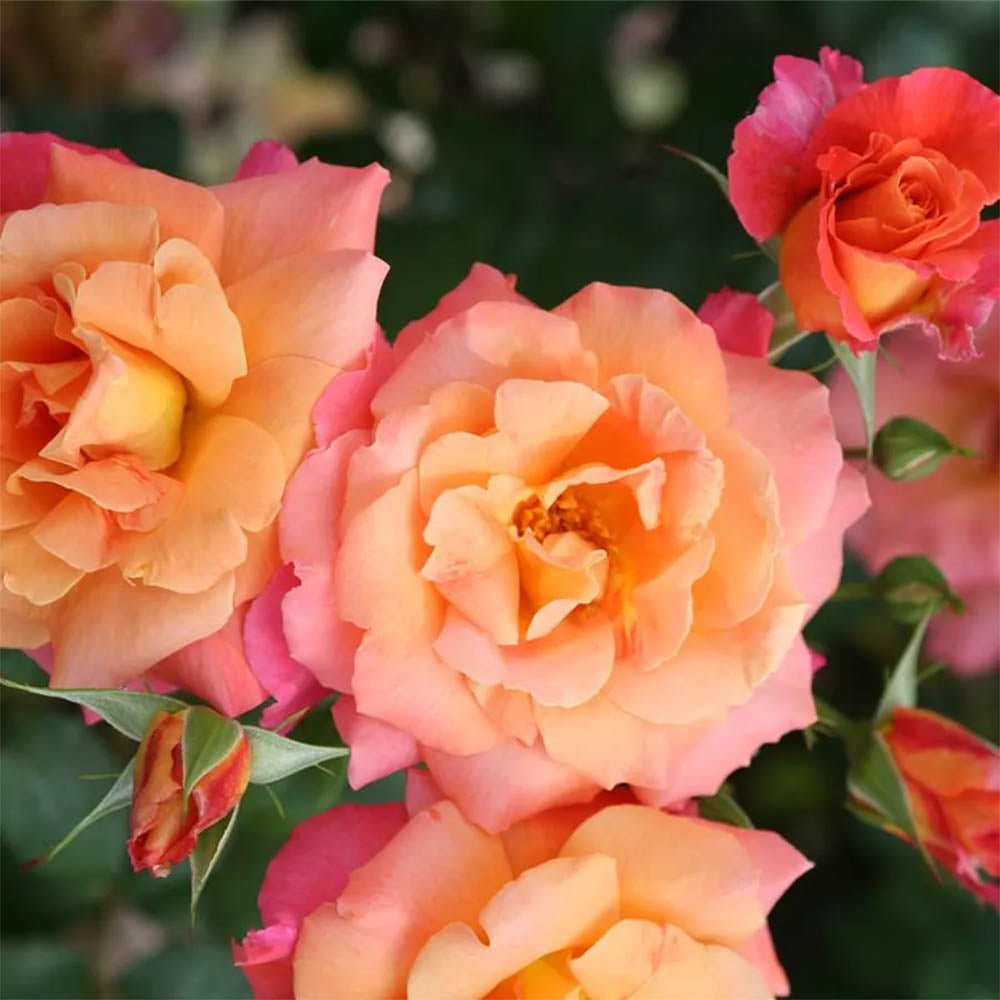 Trandafir Catarator roz-cais Freisinger Morgenroete, cu inflorire repetata