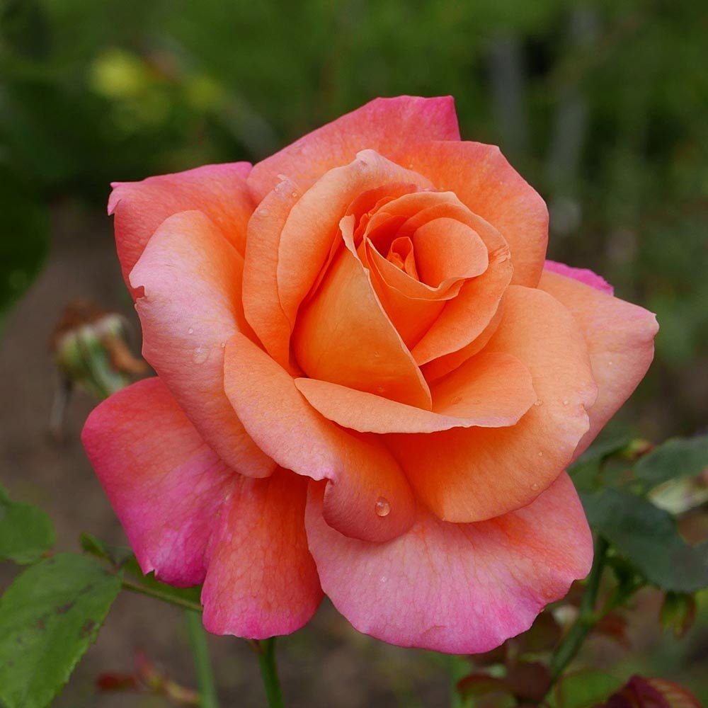 Trandafir Catarator roz-cais Freisinger Morgenroete, cu inflorire repetata