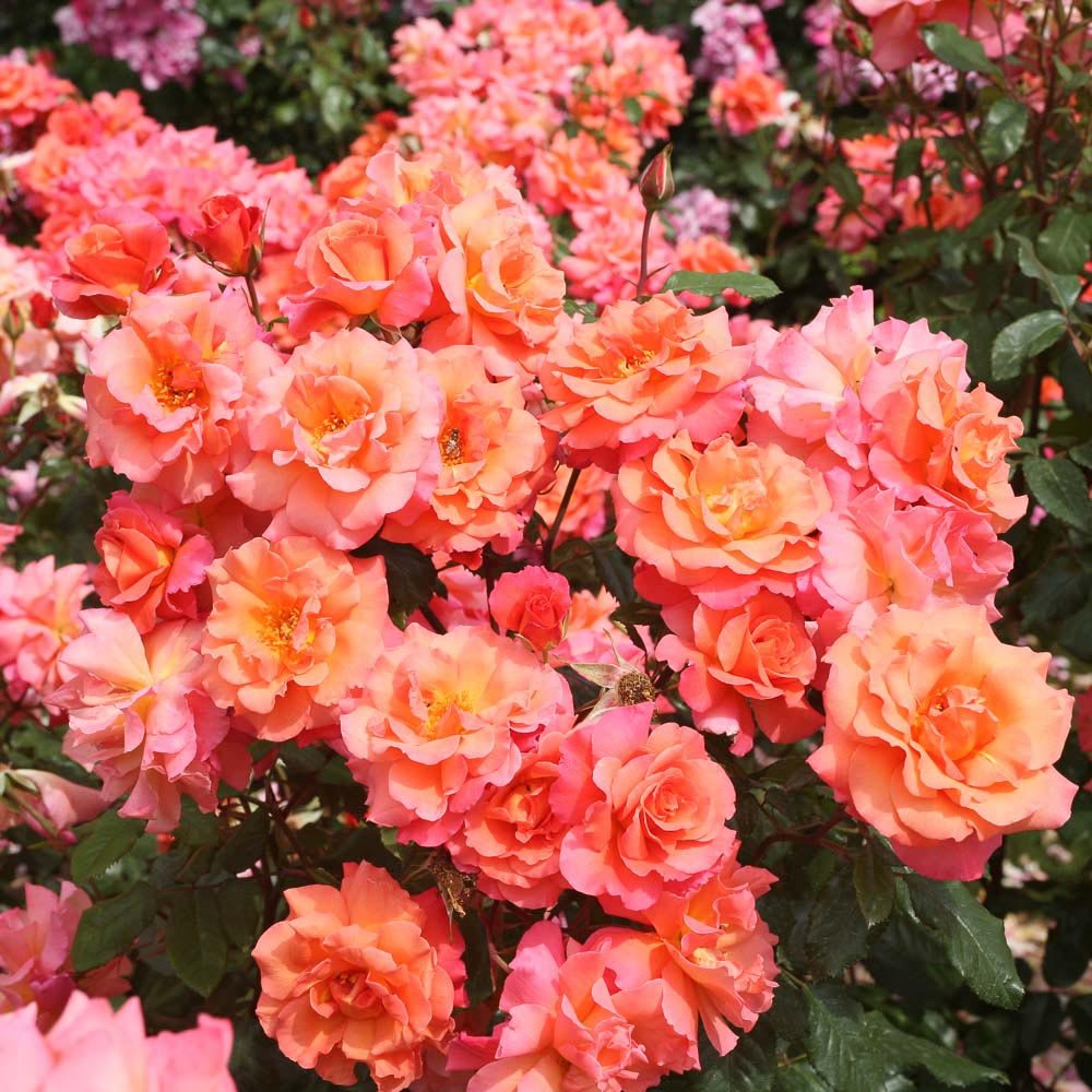 Trandafir Catarator roz-cais Freisinger Morgenroete, cu inflorire repetata