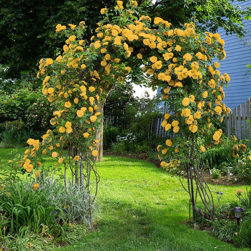 Trandafir Catarator galben Arthur Bell, inflorire repetata