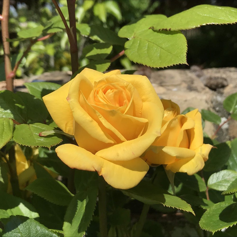 Trandafir Catarator galben Arthur Bell, inflorire repetata