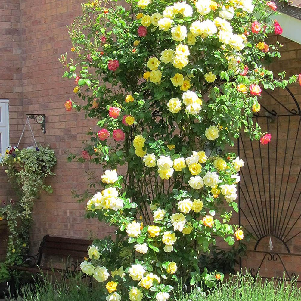 Trandafir Catarator galben Arthur Bell, inflorire repetata