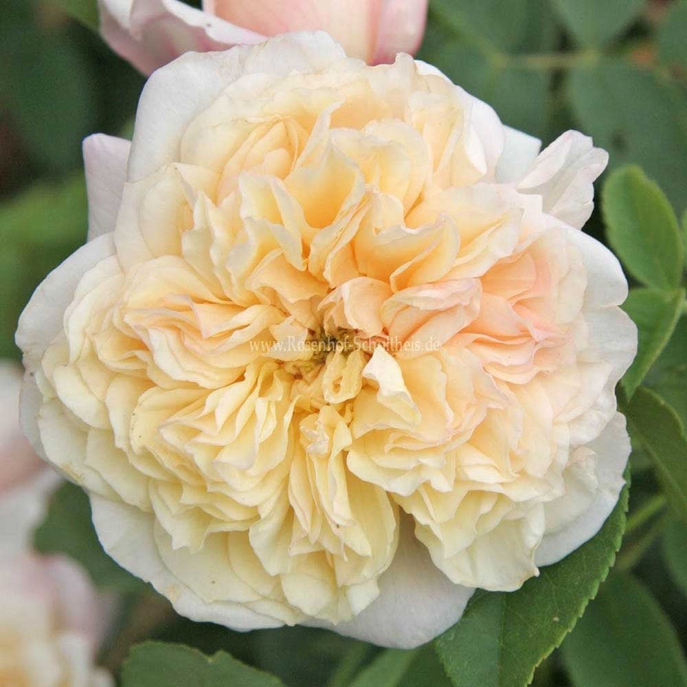 Trandafir Catarator galben-crem Celine Forestrier, inflorire repetata