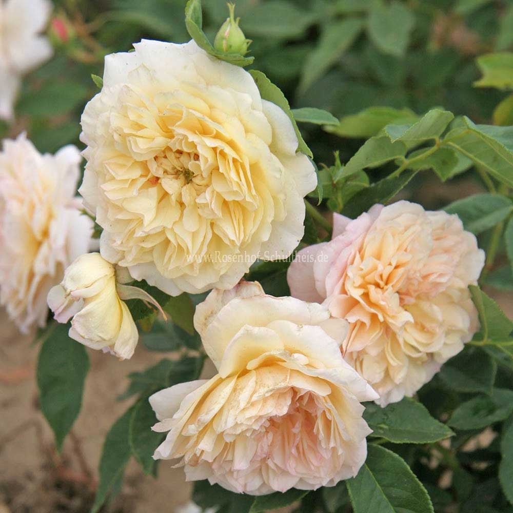 Trandafir Catarator galben-crem Celine Forestrier, inflorire repetata