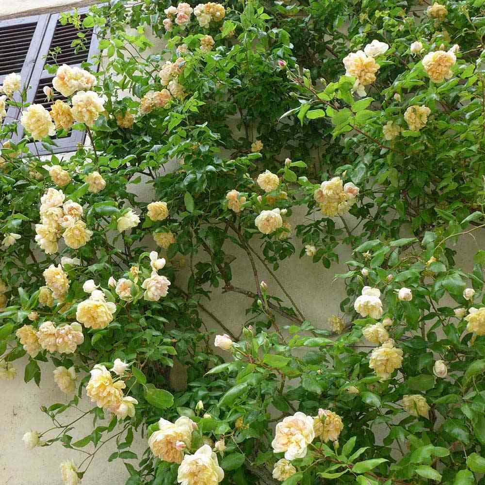 Trandafir Catarator galben-crem Celine Forestrier, inflorire repetata