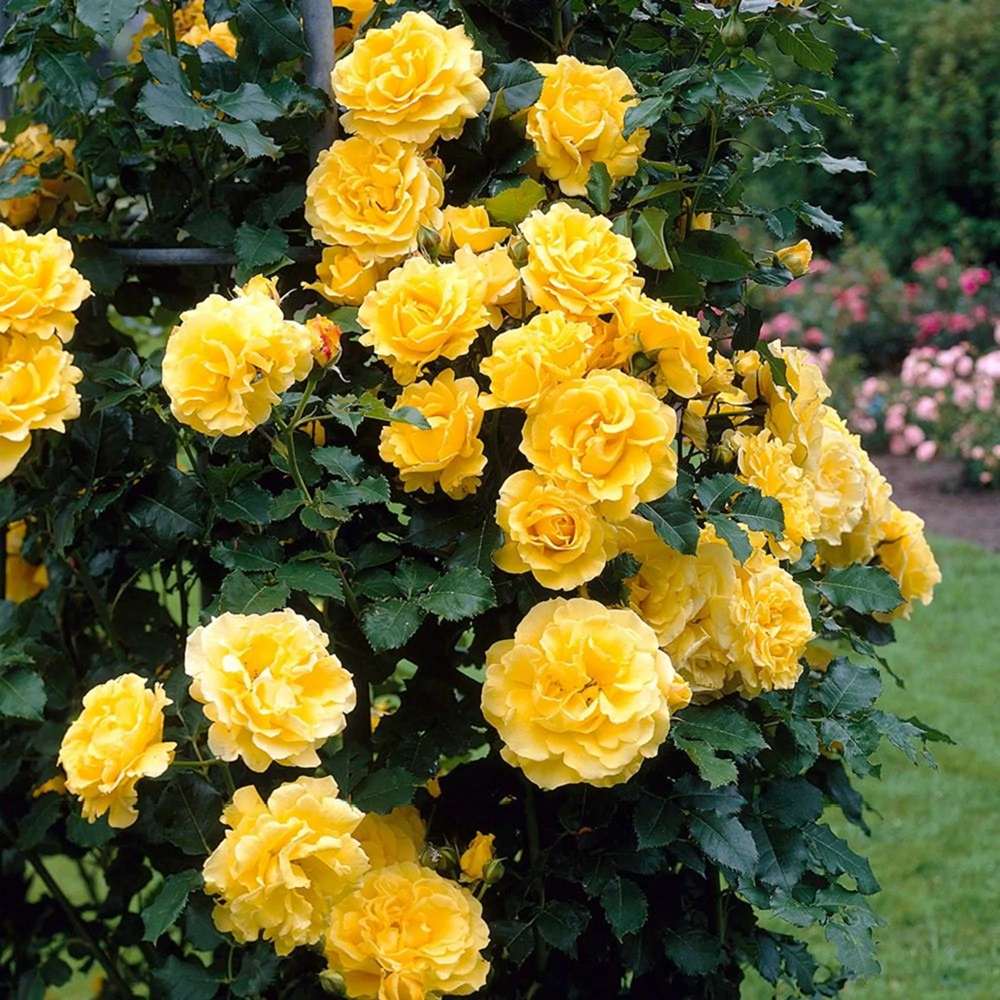 Trandafir Catarator galben Golden Parfum, inflorire repetata - VERDENA-50-70 cm inaltime, livrat in ghiveci de 3 l