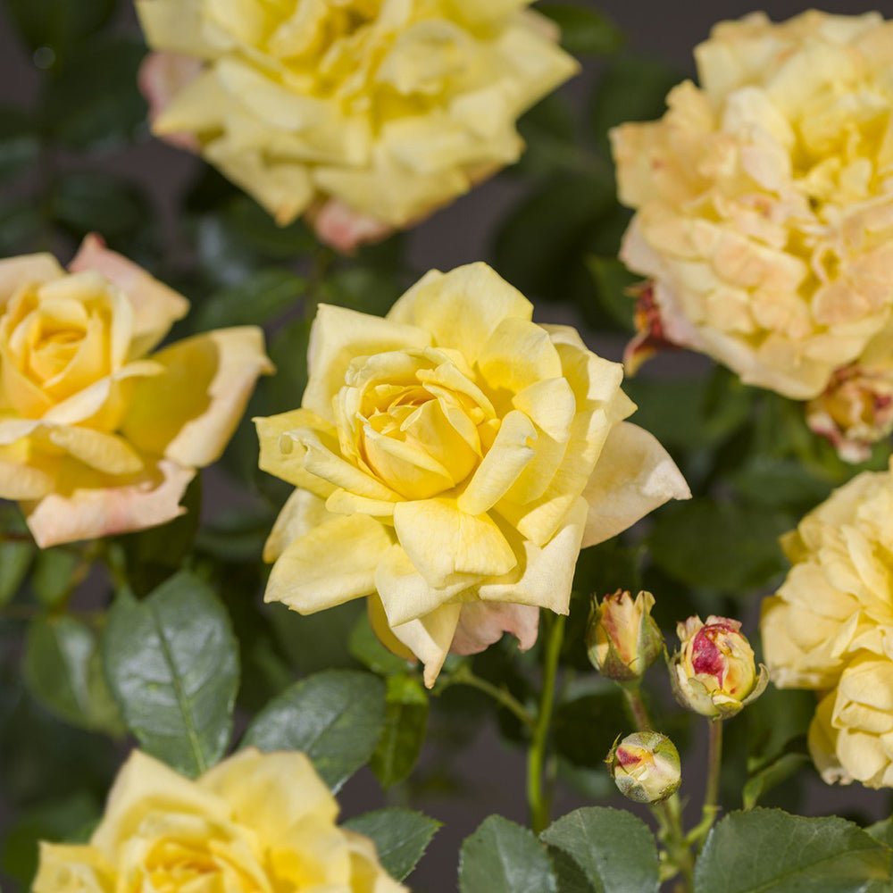 Trandafir Catarator galben Golden Parfum, inflorire repetata