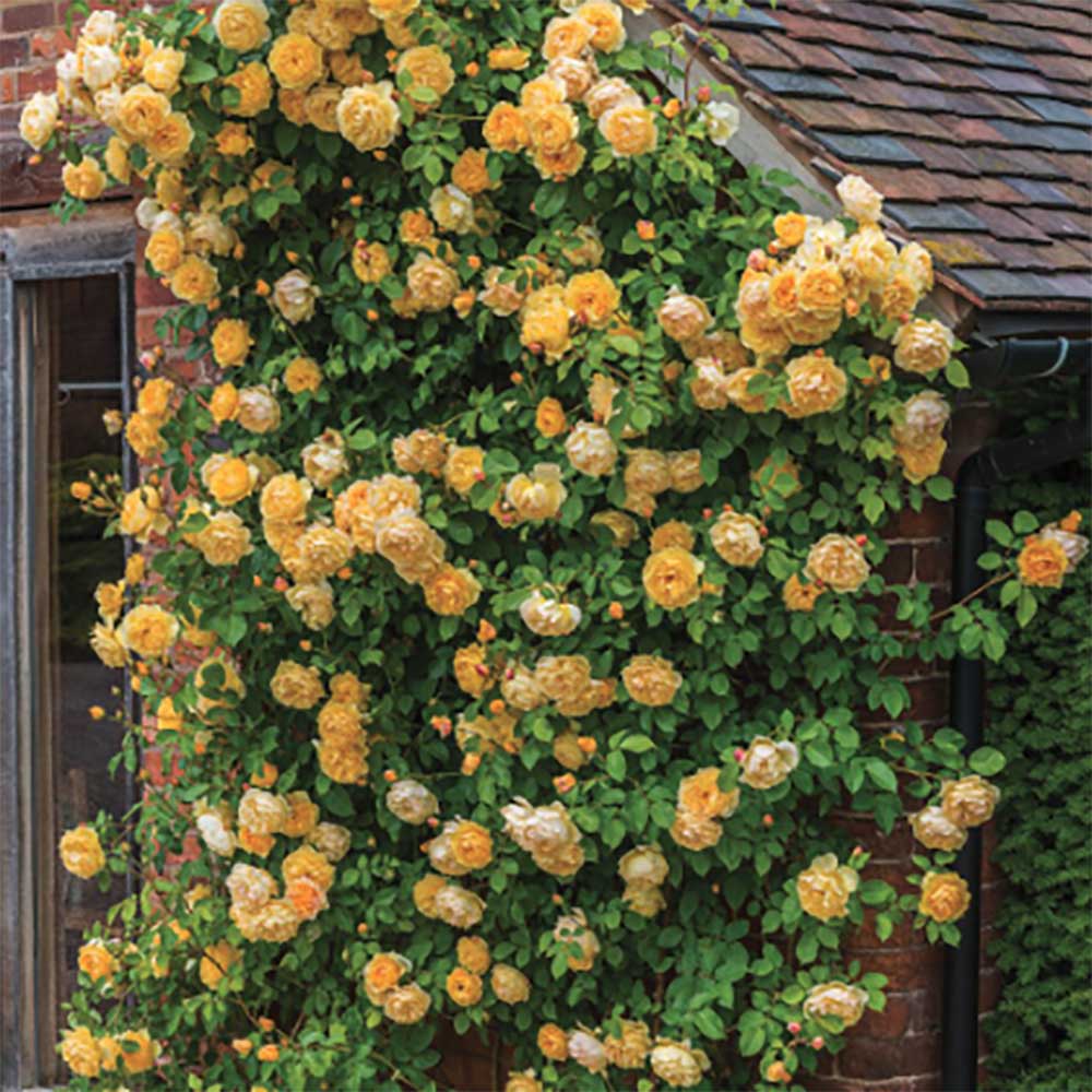 Trandafir catarator galben Regina luminii Lucia - VERDENA-40-60 cm inaltime livrat in ghiveci de 5 L