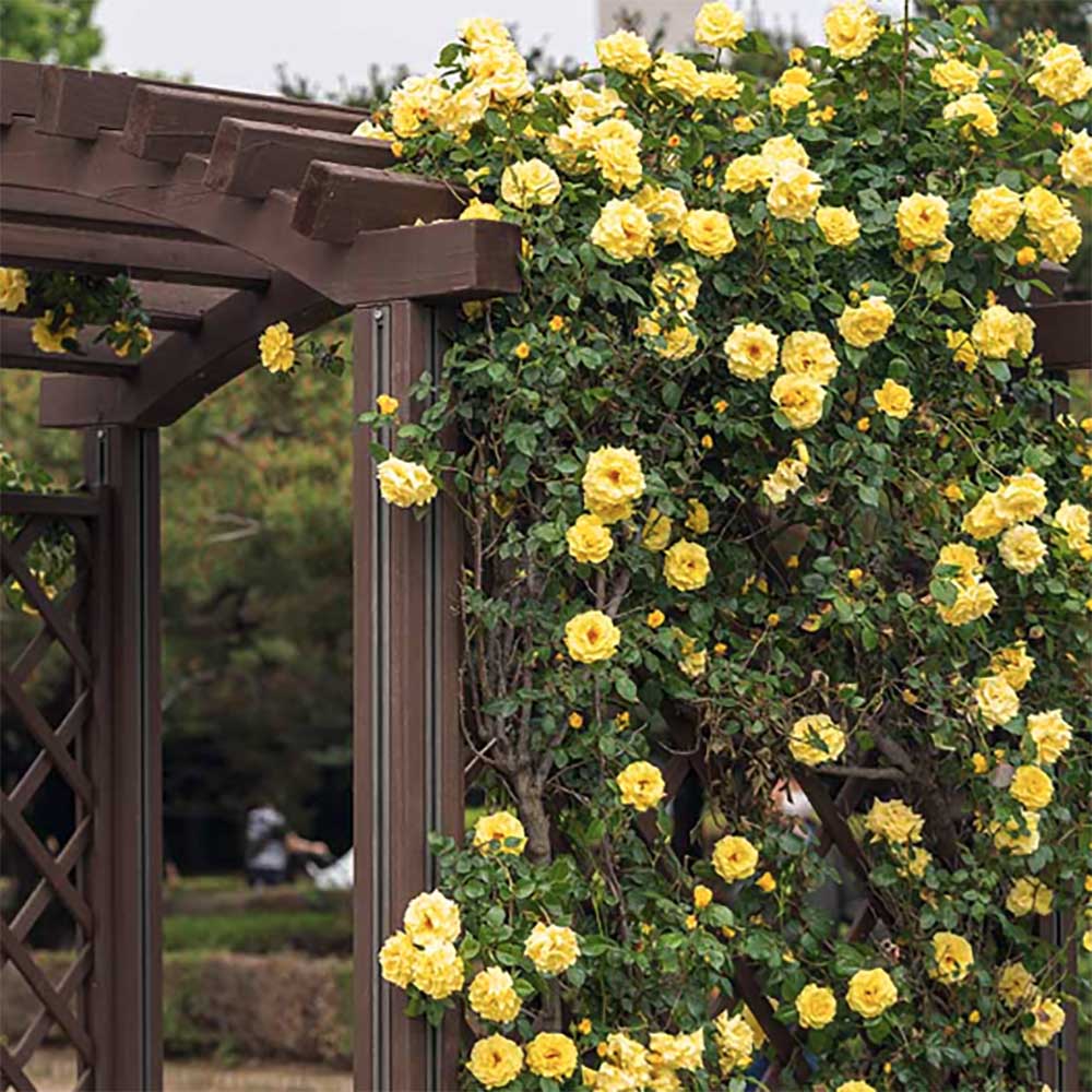 Trandafir Catarator galben Regina Luminii Lucia, inflorire repetata