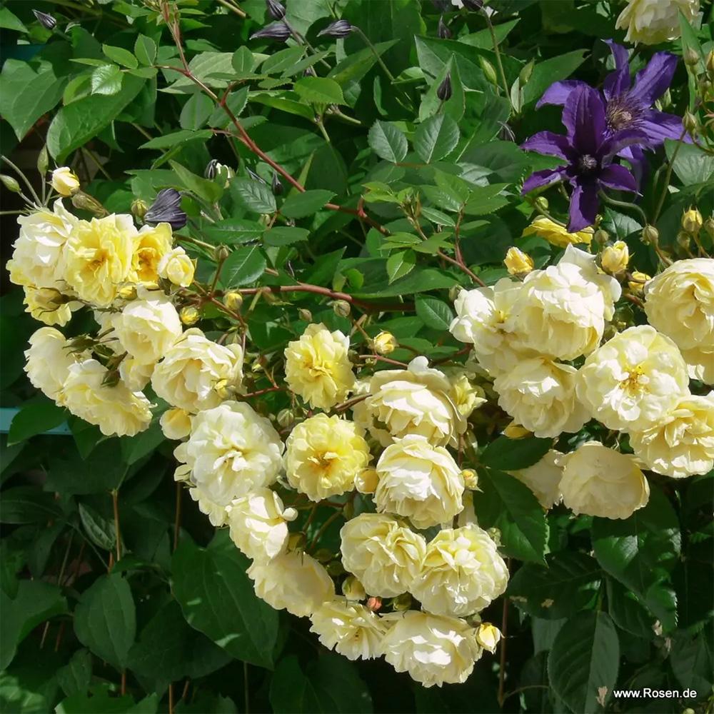 Trandafir catarator galben Siluetta Limon, inflorire repetata