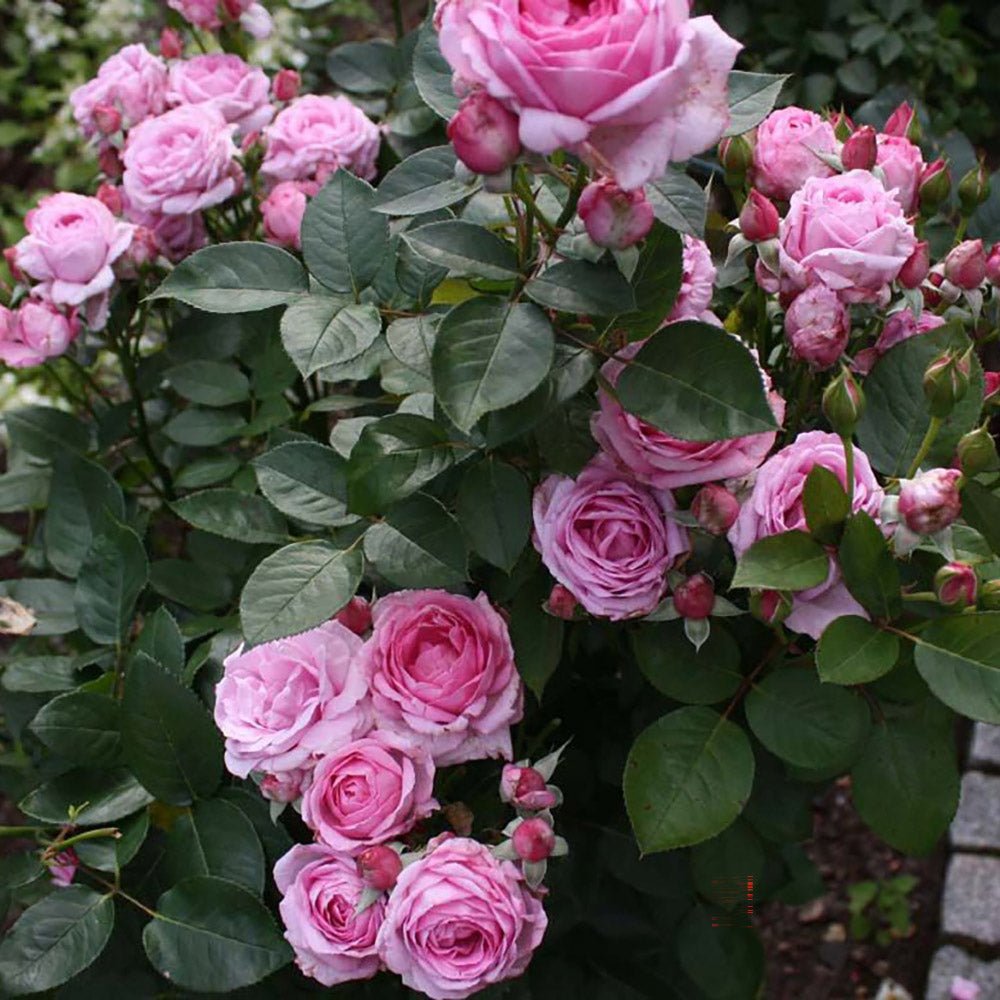 Trandafir catarator Ghita Renaissance - VERDENA-livrat in ghiveci de 5 L