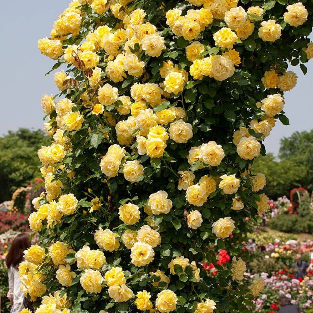 Trandafir Catarator galben Golden Age, inflorire repetata