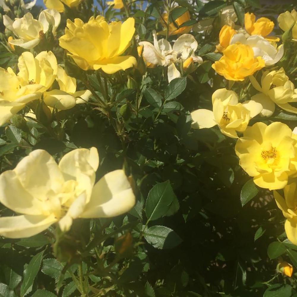 Trandafir Catarator galben Golden Age, inflorire repetata