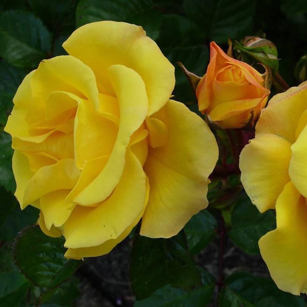 Trandafir Catarator galben Golden Age, inflorire repetata