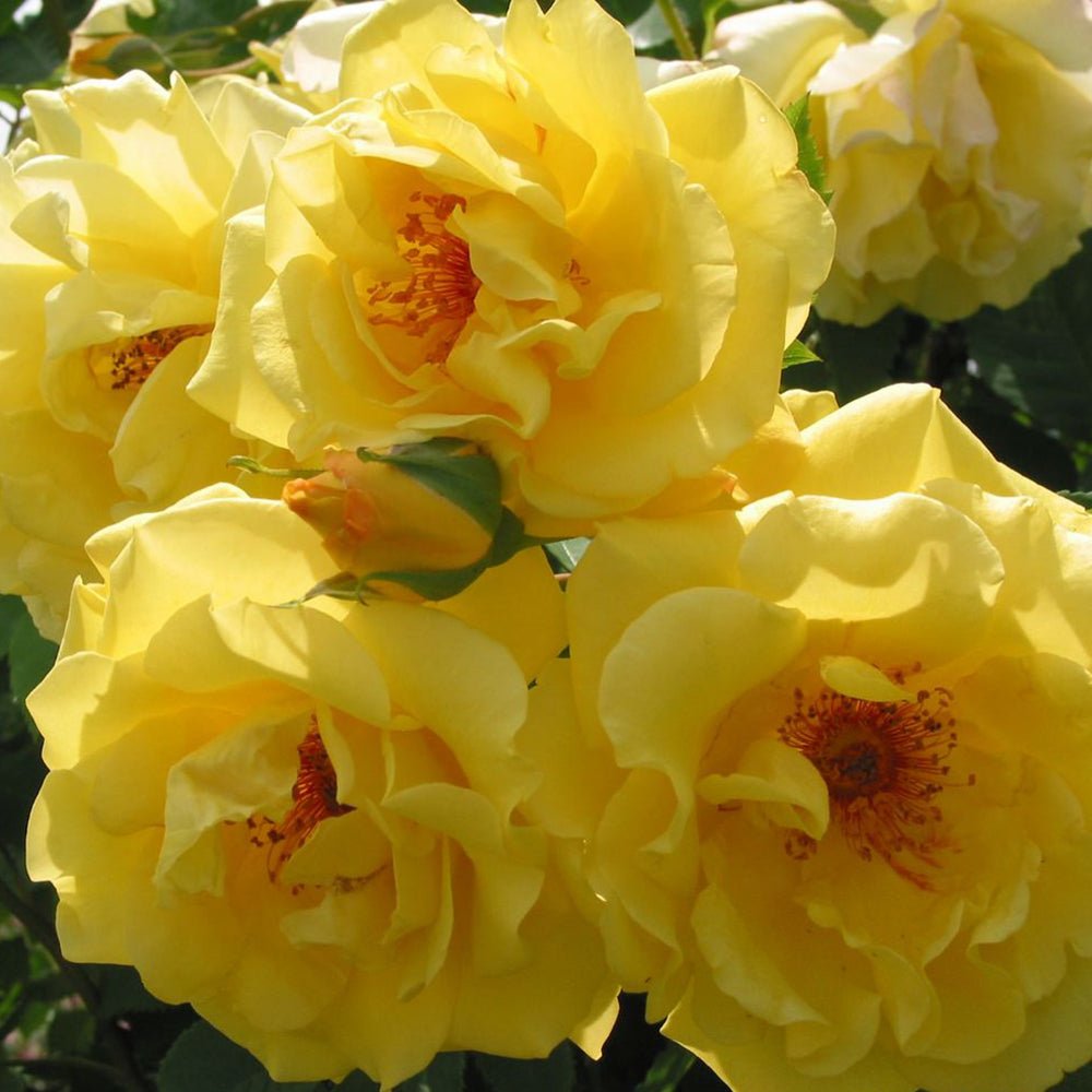 Trandafir Catarator Galben Golden Gate, inflorire repetata