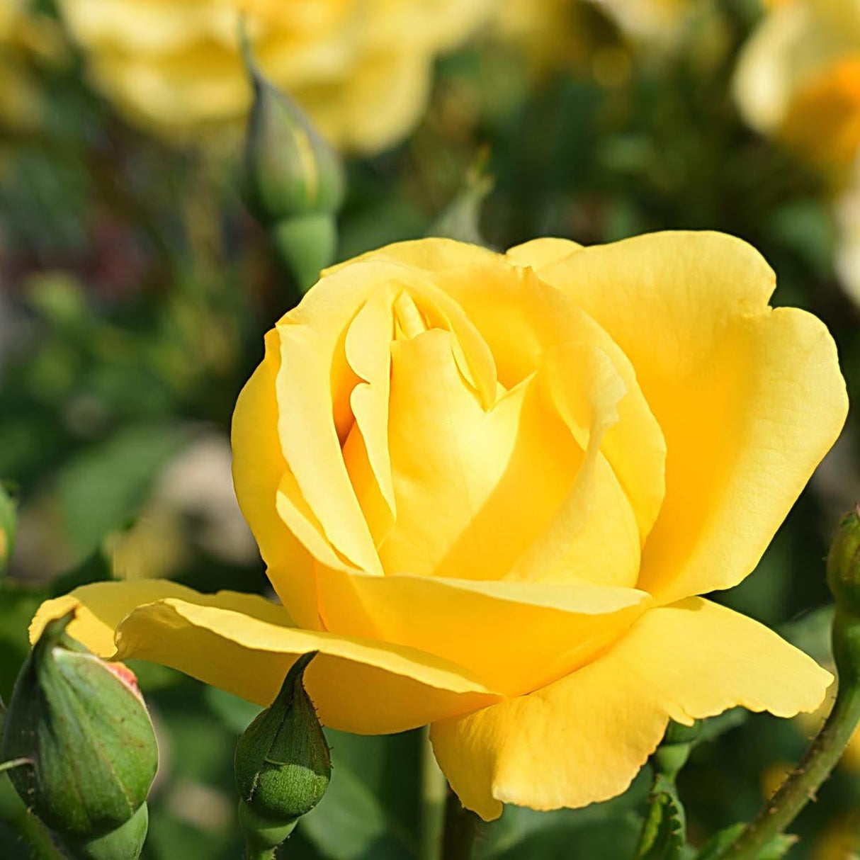 Trandafir Catarator Galben Golden Gate, inflorire repetata