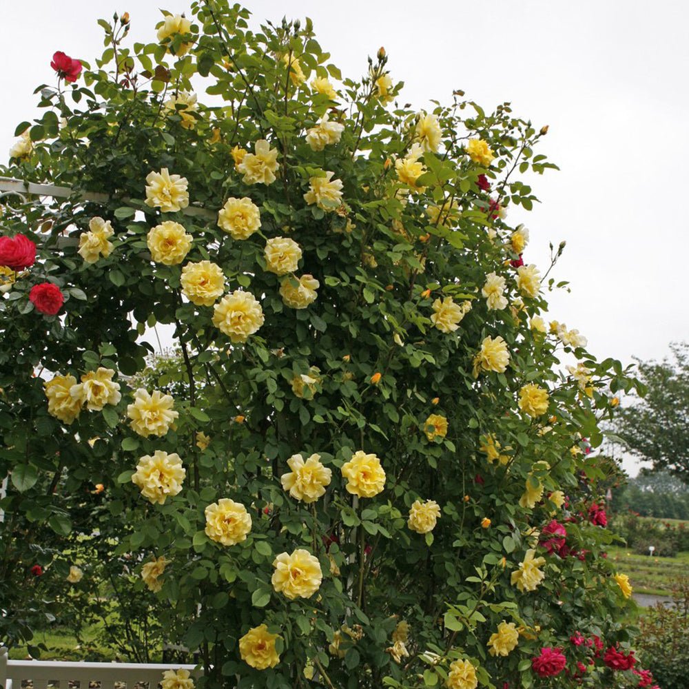 Trandafir Catarator Galben Golden Gate, inflorire repetata