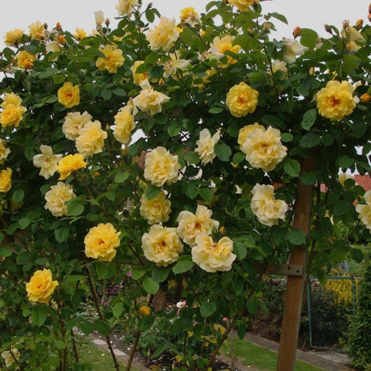 Trandafir Catarator Galben Golden Gate, inflorire repetata