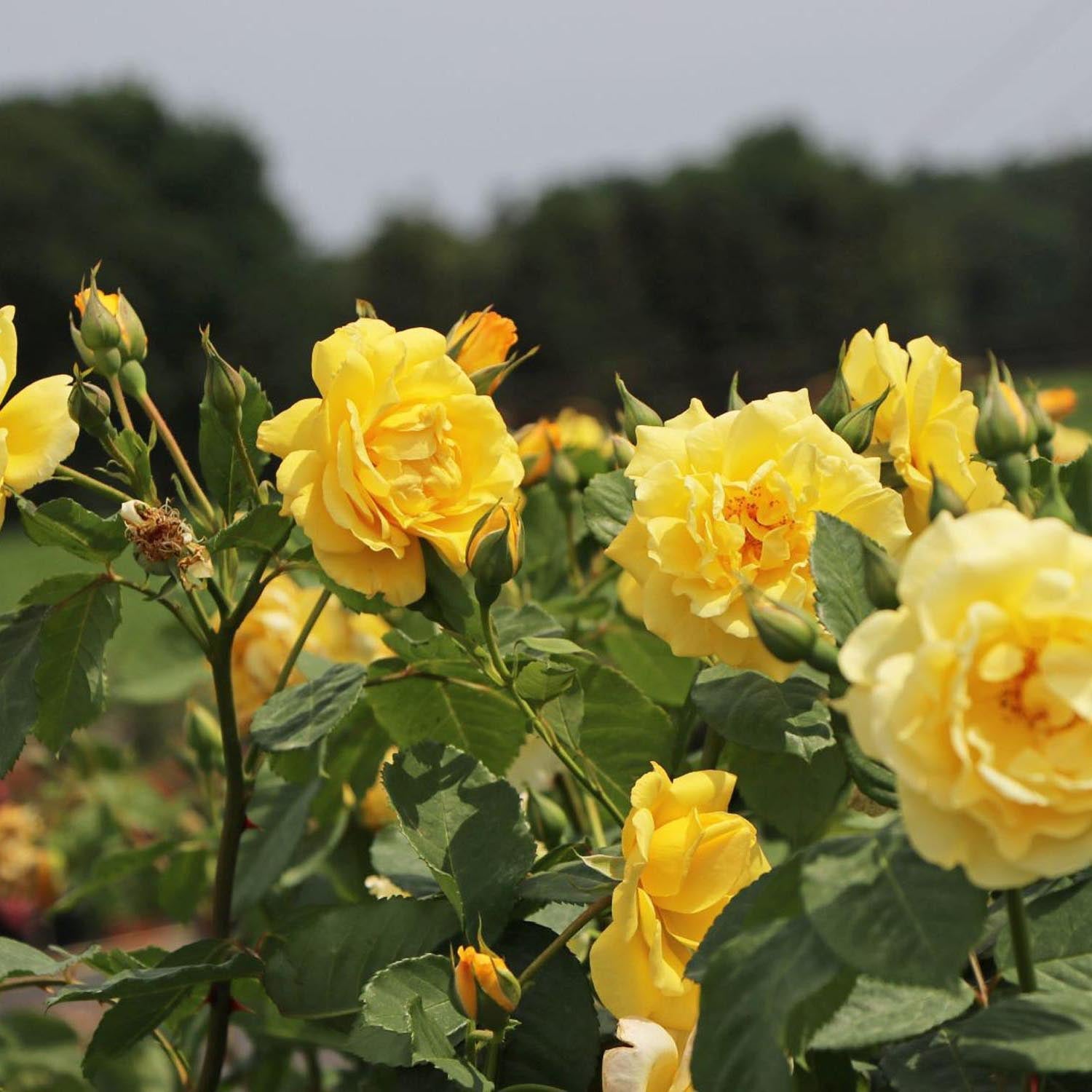 Trandafir Catarator Galben Golden Gate, inflorire repetata