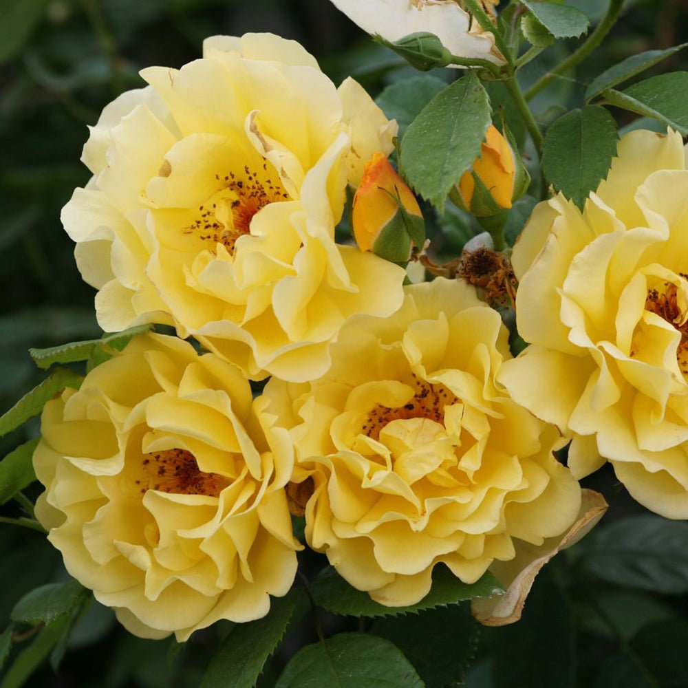 Trandafir Catarator Galben Golden Gate, inflorire repetata