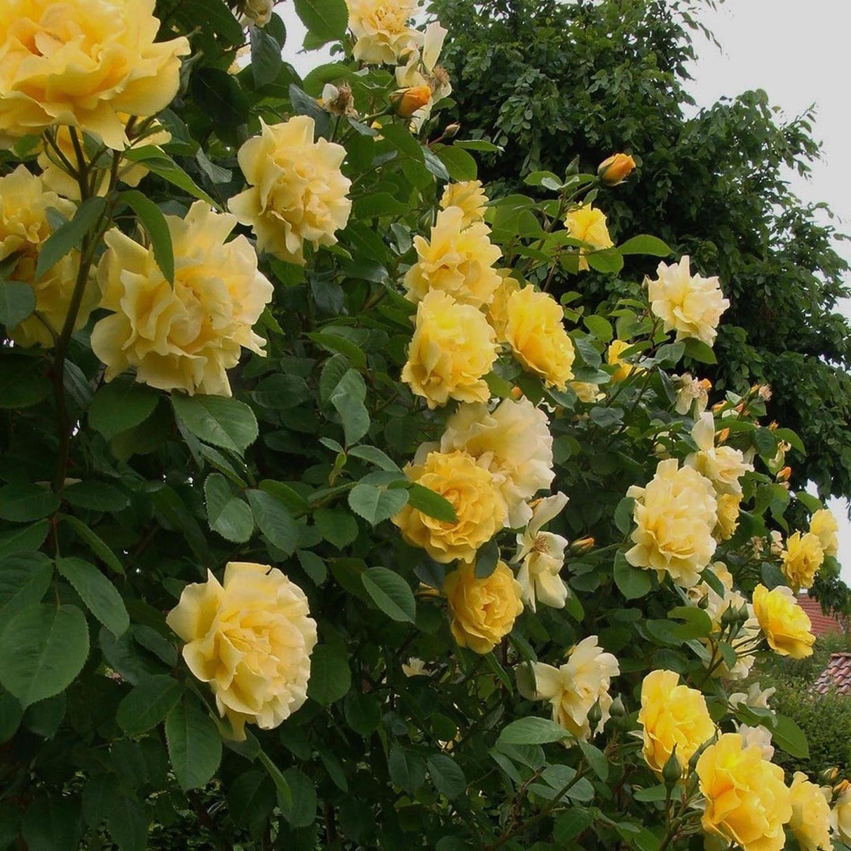 Trandafir Catarator Galben Golden Gate, inflorire repetata