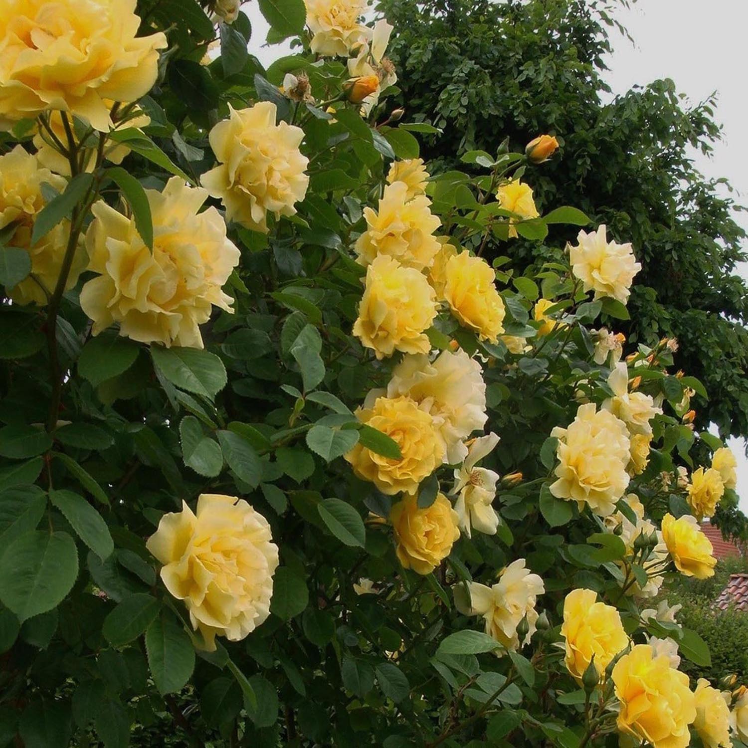 Trandafir Catarator Galben Golden Gate, inflorire repetata