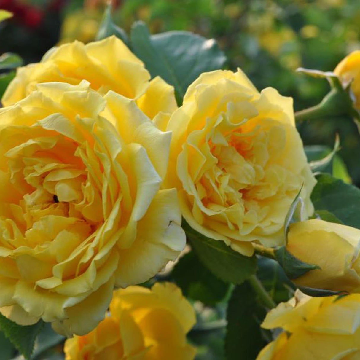 Trandafir Catarator Galben Golden Gate, inflorire repetata