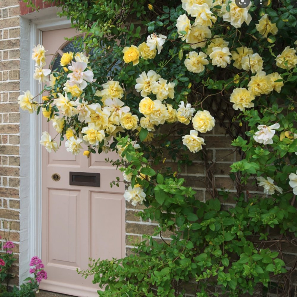 Trandafir Catarator Galben Golden Showers, inflorire repetata