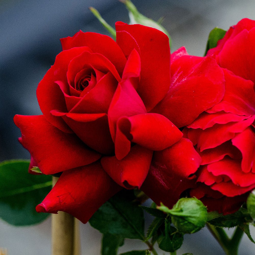 Trandafir Catarator rosu Grand Award, inflorire repetata