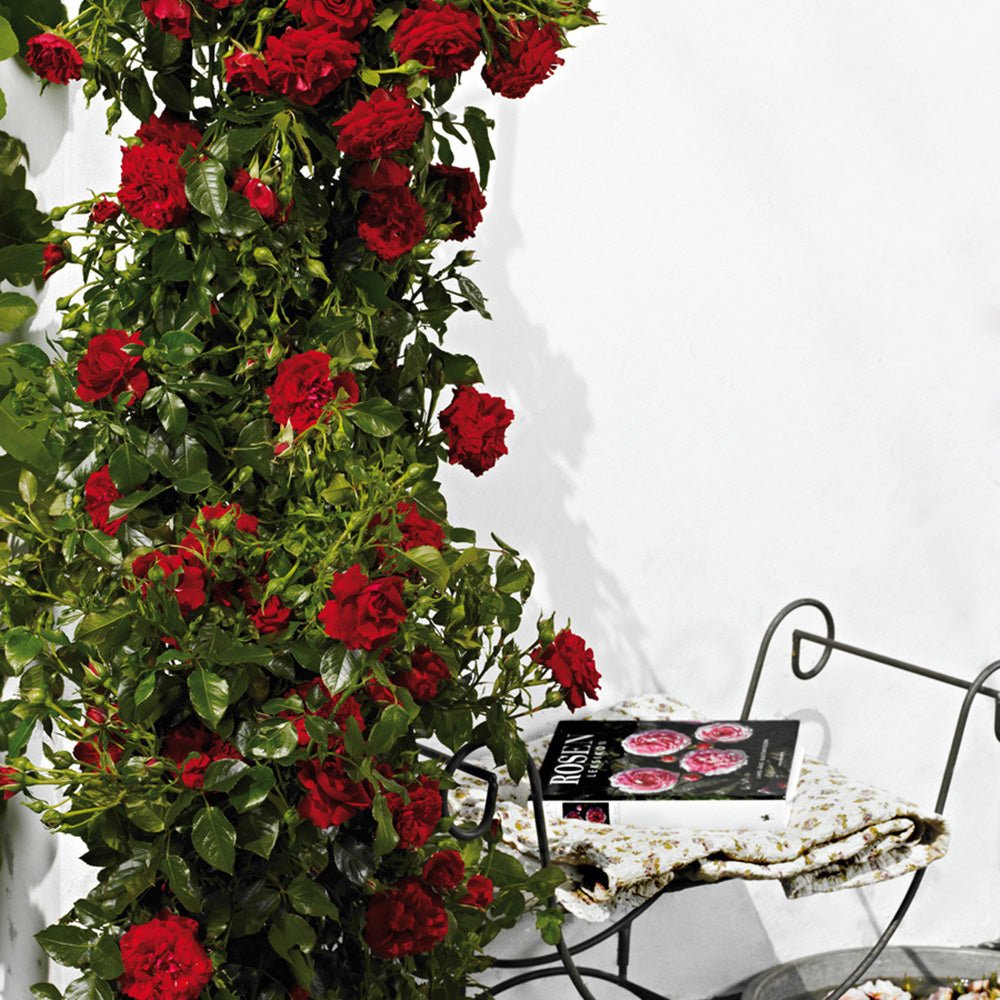 Trandafir Catarator rosu Grand Award, inflorire repetata