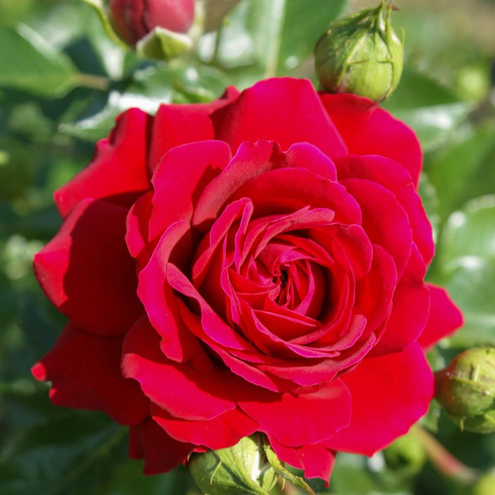 Trandafir Catarator rosu Grand Award, inflorire repetata