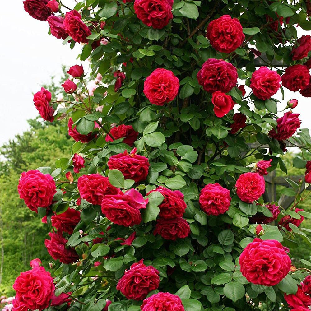 Trandafir Catarator rosu Grand Award, inflorire repetata