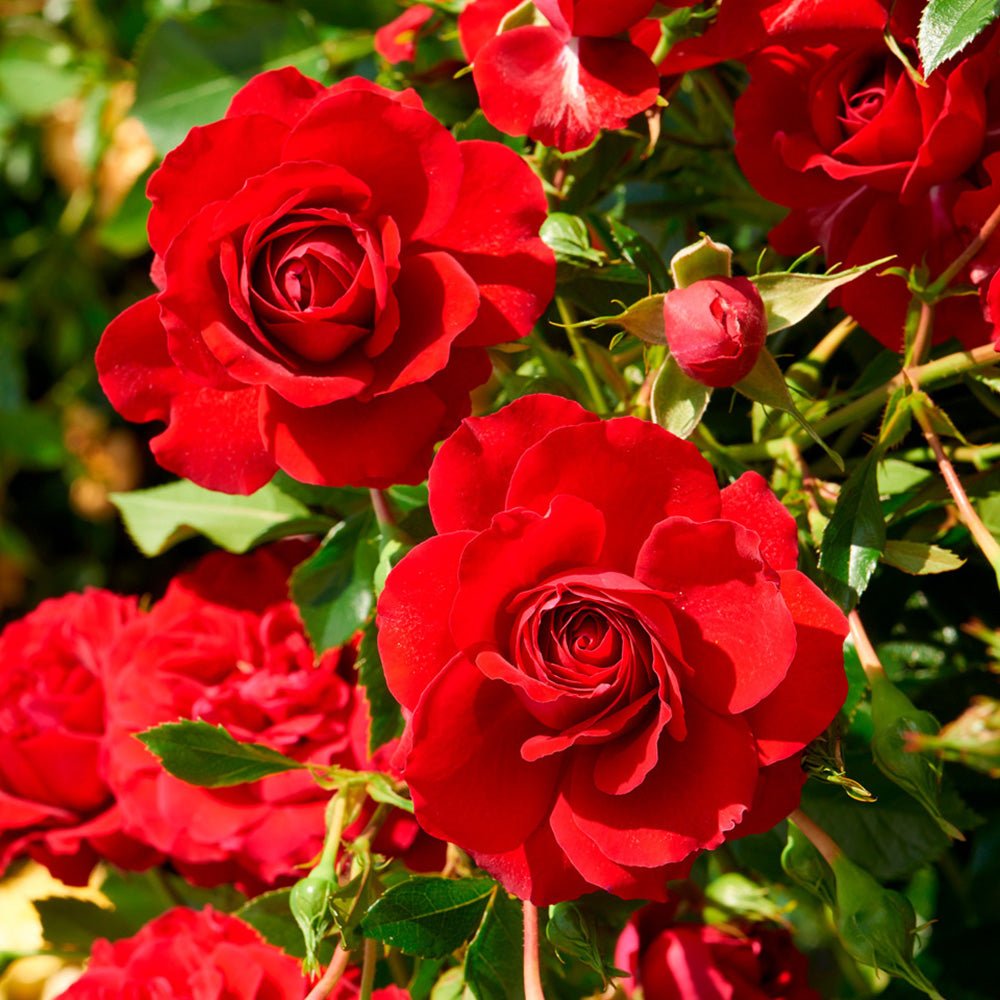 Trandafir Catarator rosu Grand Award, inflorire repetata