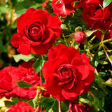Trandafir catarator Grand Award - VERDENA-livrat in ghiveci de 5 L