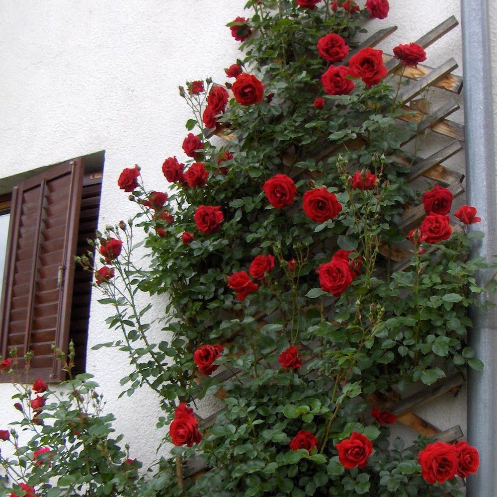 Trandafir Catarator rosu Grand Award, inflorire repetata