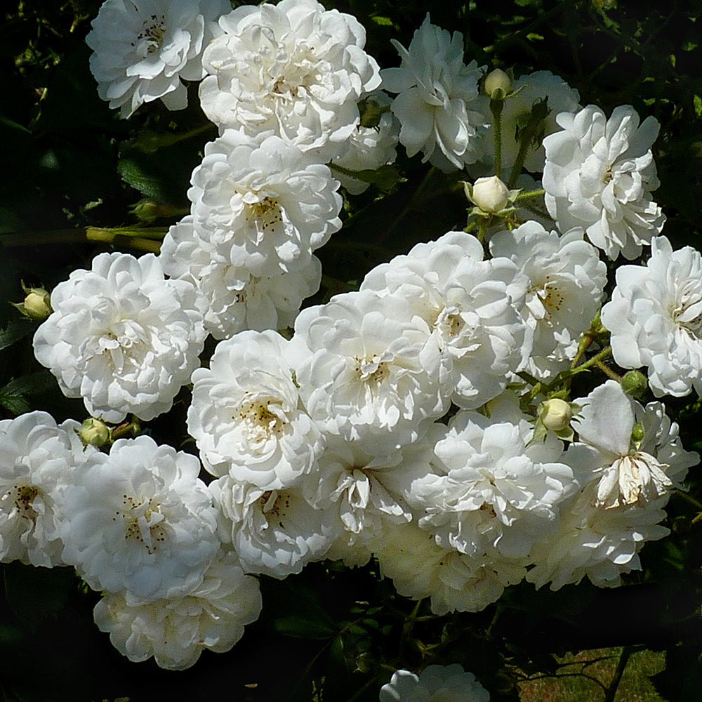 Trandafir Catarator alb Guirlande D'Amour, inflorire repetata