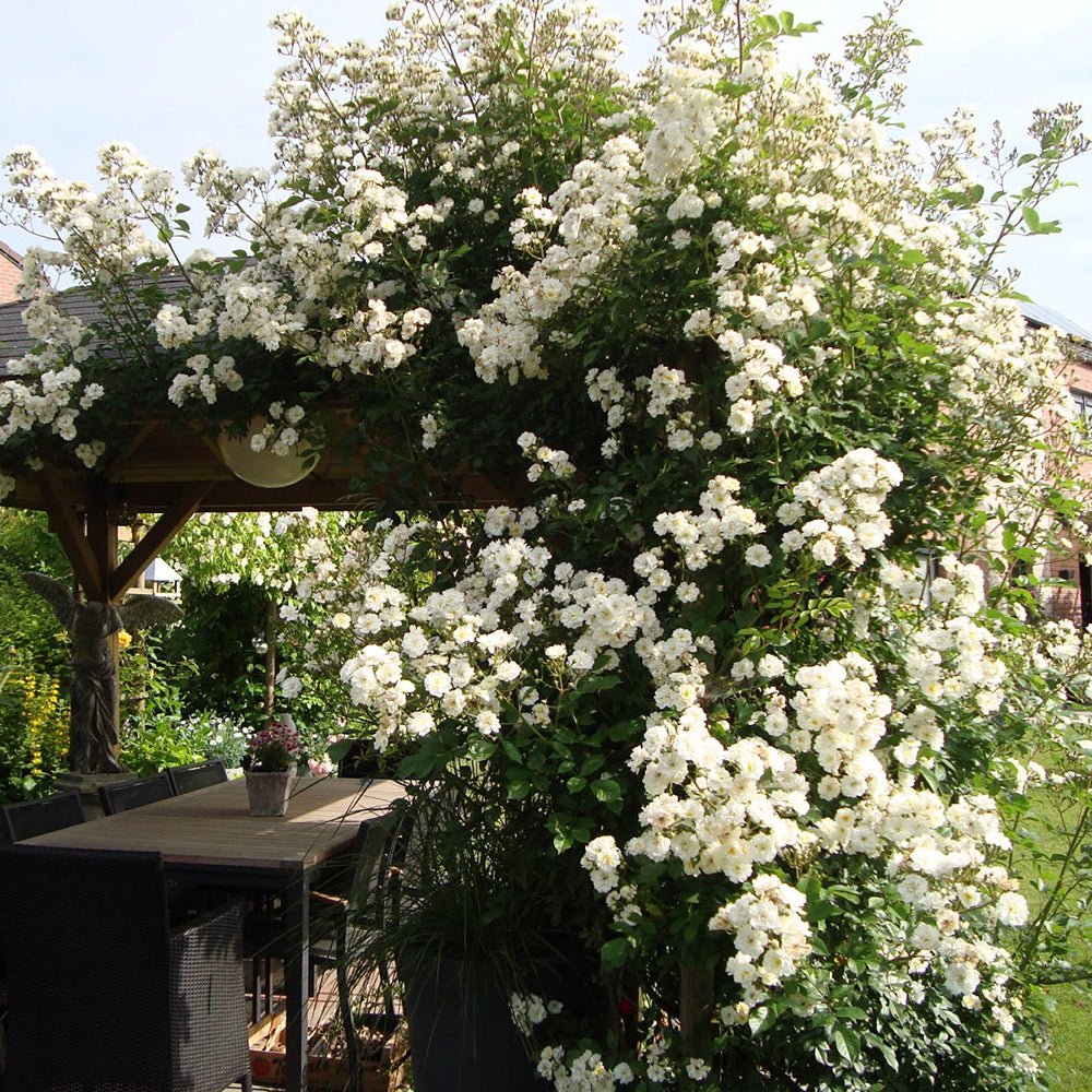 Trandafir Catarator alb Guirlande D'Amour, inflorire repetata