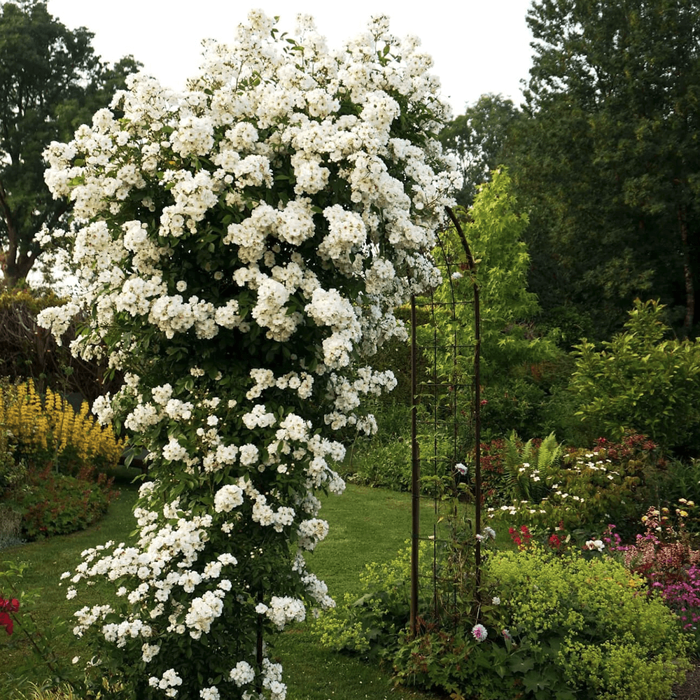 Trandafir Catarator alb Guirlande D'Amour, inflorire repetata