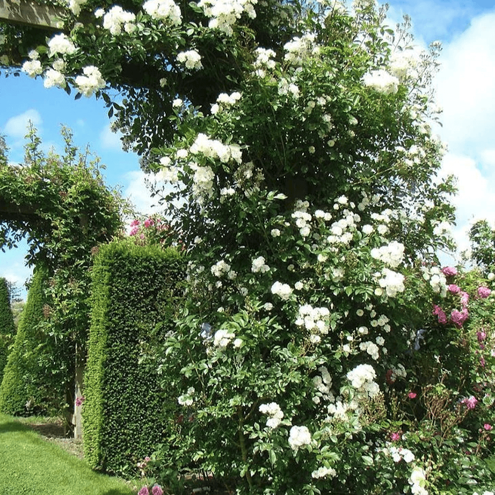 Trandafir Catarator alb Guirlande D'Amour, inflorire repetata