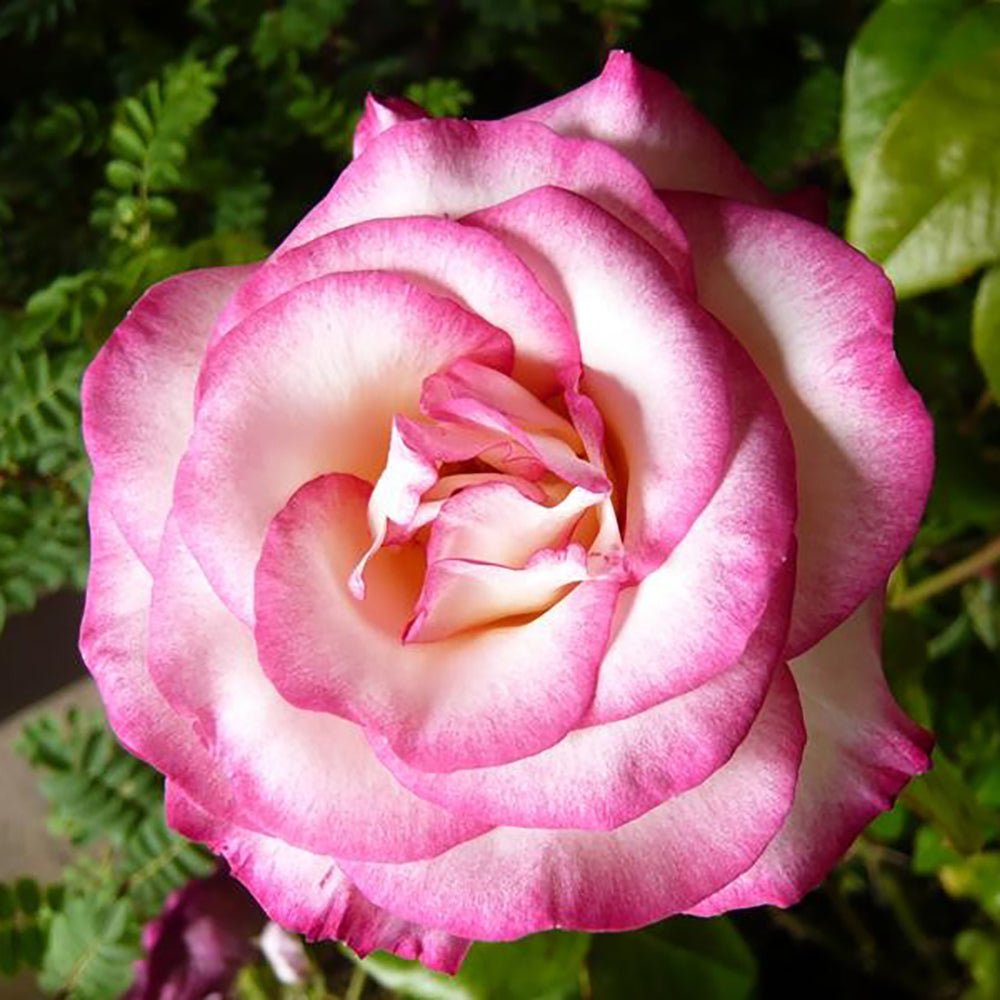 Trandafir catarator Haendel - VERDENA-150-175 cm inaltime livrat in ghiveci de 5.5 L